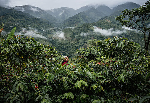Nebelverhangene Berge im Hintergrund, im Vordergrund grüne Kaffeesträucher und eine Person inmitten der Blätter.